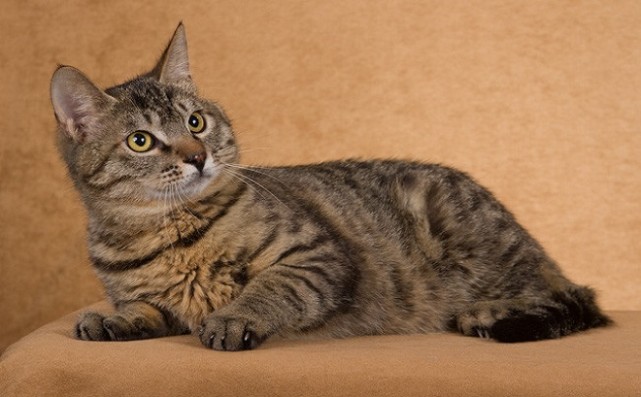 我们土生土长的猫 狸花猫,一个一生只爱一个主人的猫 腾讯网 