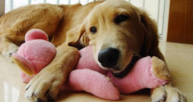 狗狗怕黑并非胆小,只因受幽闭恐惧症影响,调整