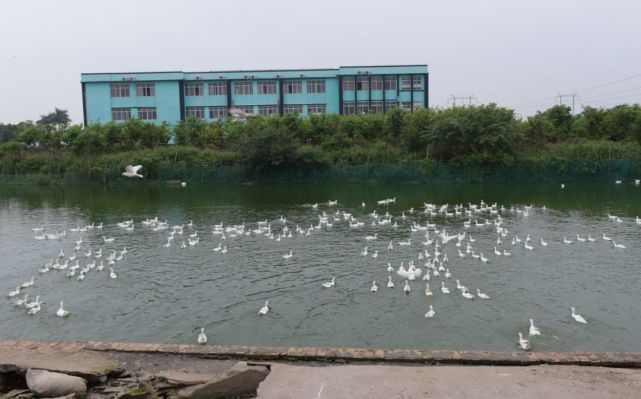北海生巴达生物科技有限公司太极鹭鸭养殖基地.