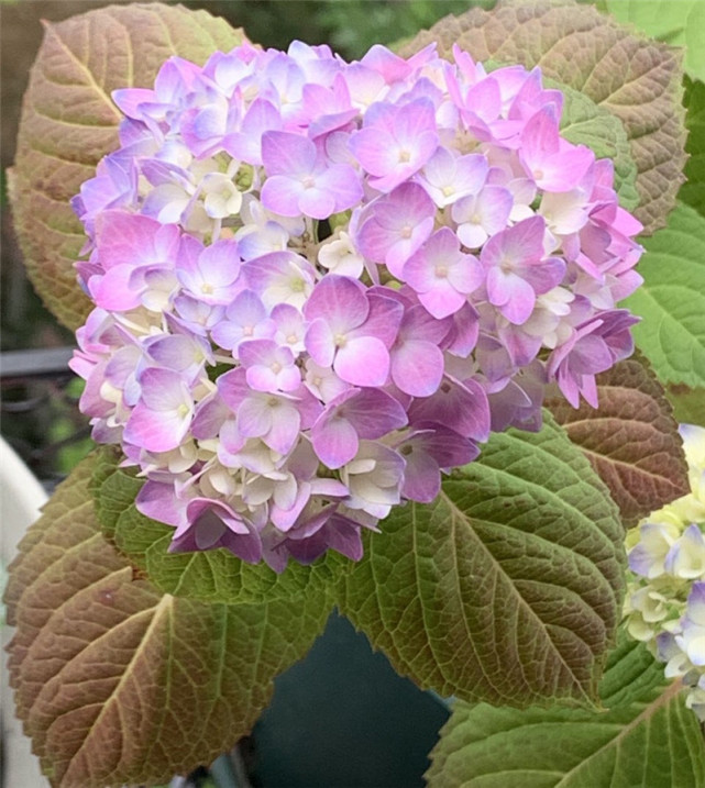 绣球花 红叶子 一要 避太阳 二要 防小红 别大意