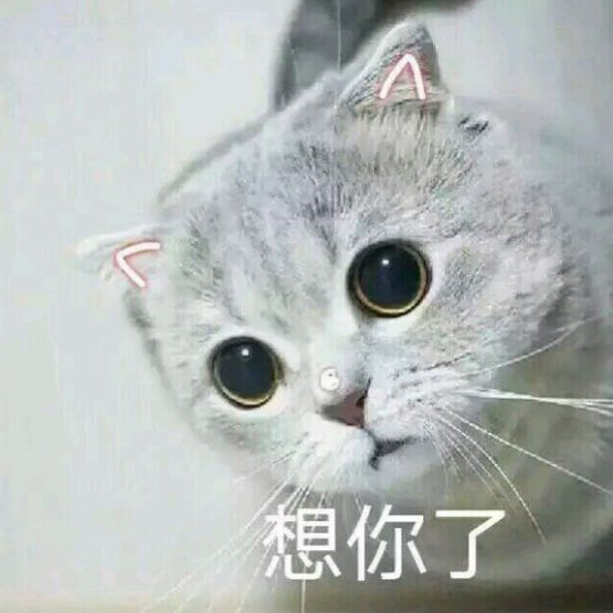 搞笑萌猫表情包:你是没长脑子还是脑子长霉了!