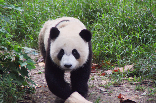 国宝大熊猫的战斗力究竟有多强?网友:没想到你