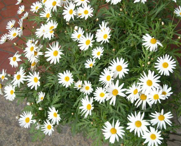 腾讯内容开放平台