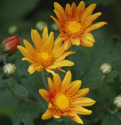 卧室一盆 小雏菊 2大 雷区别乱碰 花朵爆 花开一整年