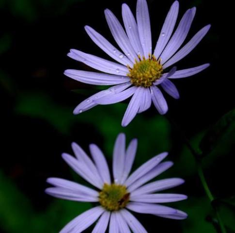 卧室一盆 小雏菊 2大 雷区别乱碰 花朵爆 花开一整年