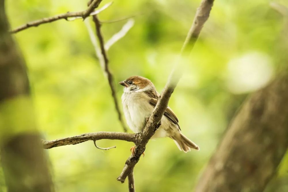 宋英杰|大暑：轻罗小扇扑流萤