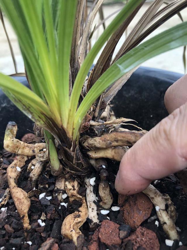 使用烂树木可以种兰花吗？要注意什么？？