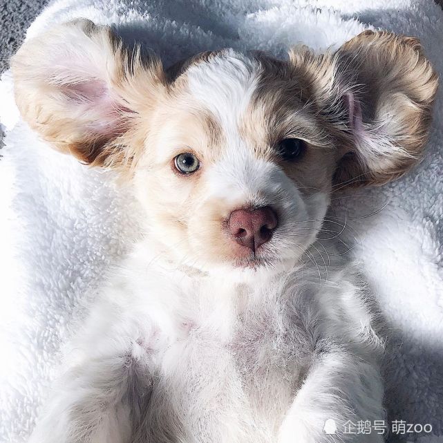 明明是汪星人却长着一对大耳朵,你当自己是小飞象啊