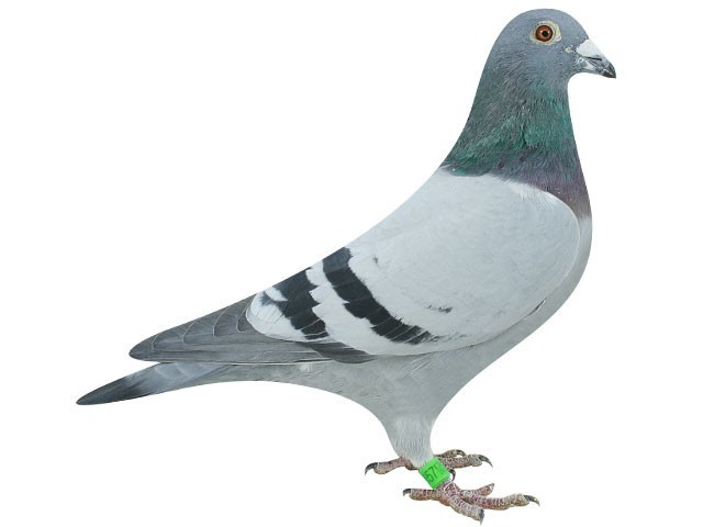 信鸽是怎么知道信要送到哪里的|信鸽|鸽子