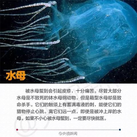 海南人注意 水母海边泛滥 不要捕捞不要碰 有毒