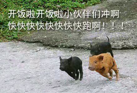 搞笑的表情包:开饭啦小猪