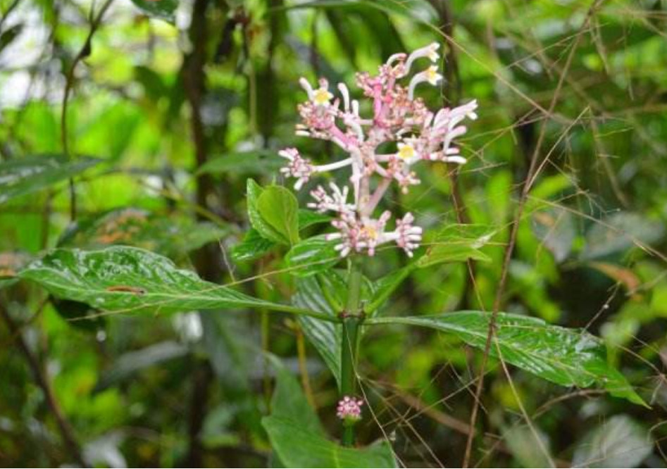 春野草花