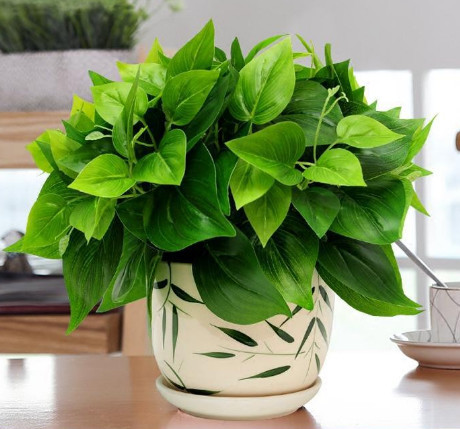 家里养绿萝牢记这4种方法不停窜绿叶疯长