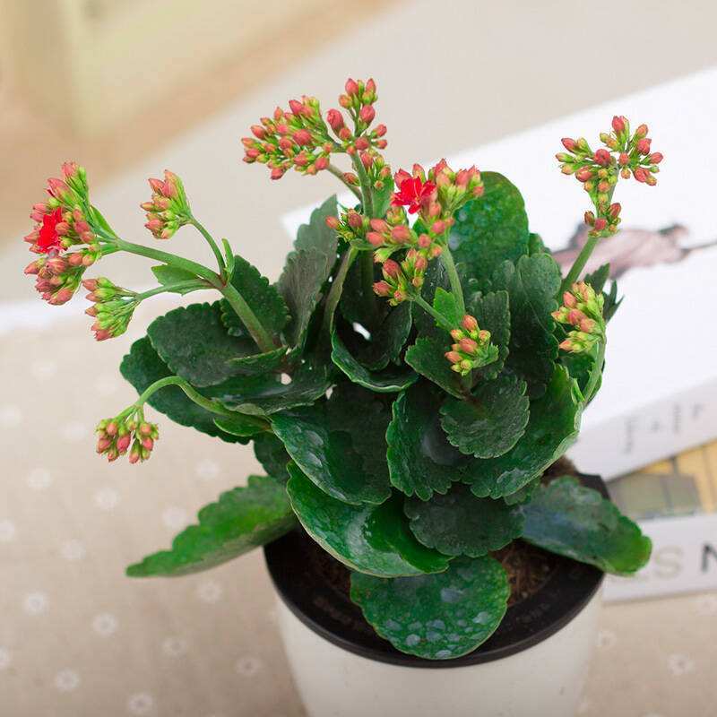 初冬养长寿花 掌握好这 3个方面 枝叶翠绿 开花一茬又一茬 腾讯新闻