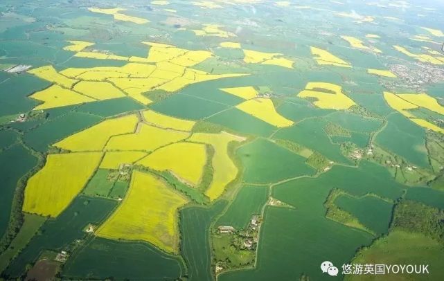 英国的油菜花开了 最美五月 花田都在这里 准备去赏花吧