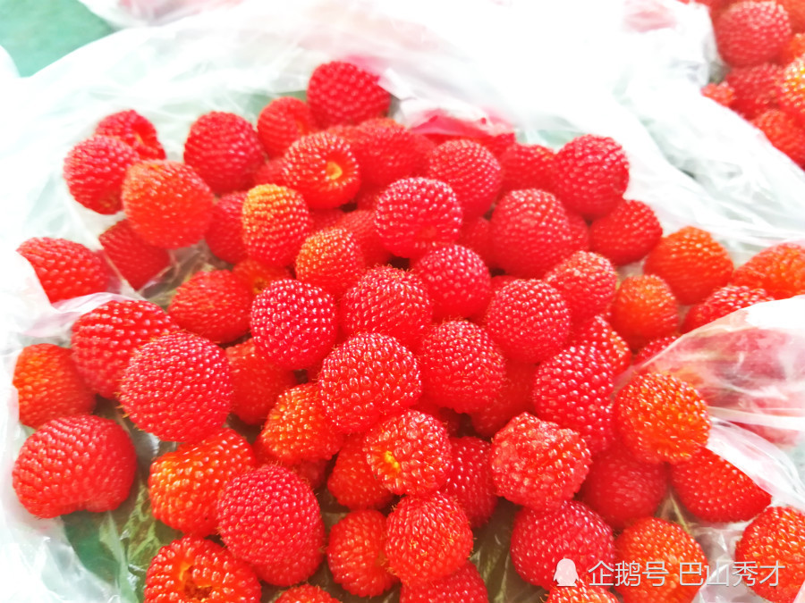 新县农村的山上到处有这种野果子,当地人叫"山泡,你吃过吗?