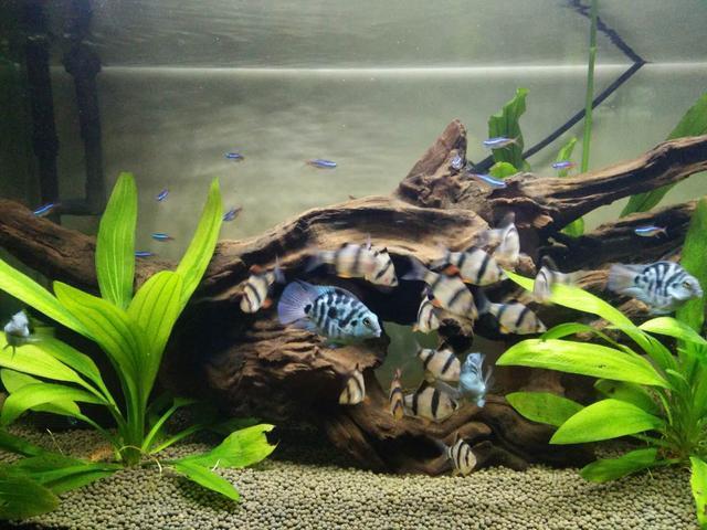 决定观赏鱼缸的过滤效果就是这几个基本要点,还有别的吗?