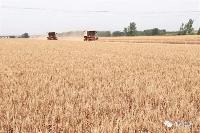 一农民种植了1小麦gdp_小麦为何会大片死亡,原来是因为这几点(3)