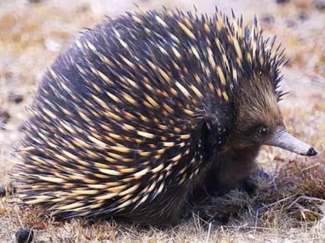 男子捡到一坨小肉球,本来以为是刺猬,养大后才