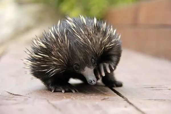 男子捡到一坨小肉球,本来以为是刺猬,养大后才