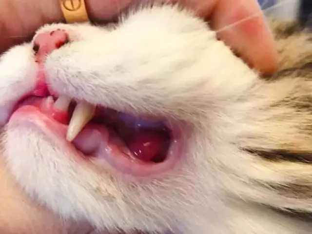 辟谣 猫咪牙口炎还得拔牙 药物缓解治标不治本