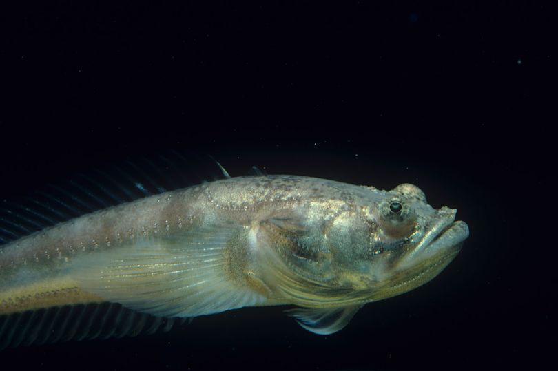 图1. 平鳍美洲蟾鱼plainfin midshipman(源自维基百科https://en.