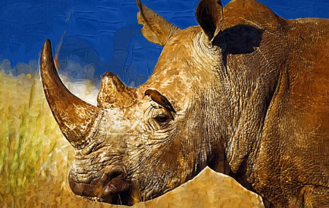 心理测试:你最好怕哪一张犀牛油画?测试你最近的运气好坏!