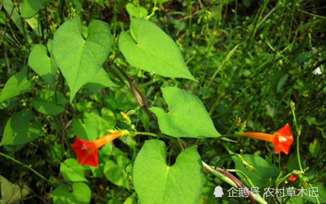 这植物 便是 清热解毒 的良药 农村遇见 请保护 植物 茑萝