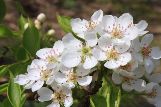 苏轼这首诗看似在描写梨花,其实还是在