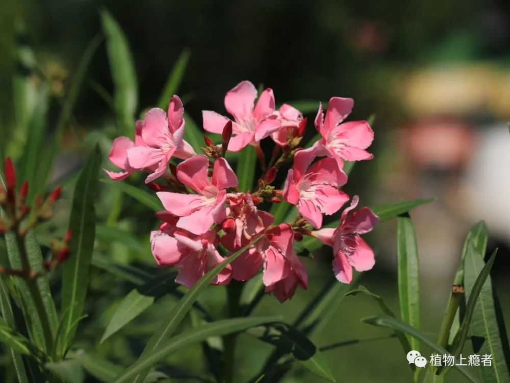 发现每种植物的独特之美 长春花 花之碧玉