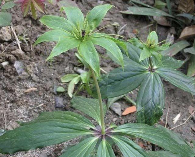 "7片叶子"的野草,都叫它七叶莲,1斤卖到"500元",值钱