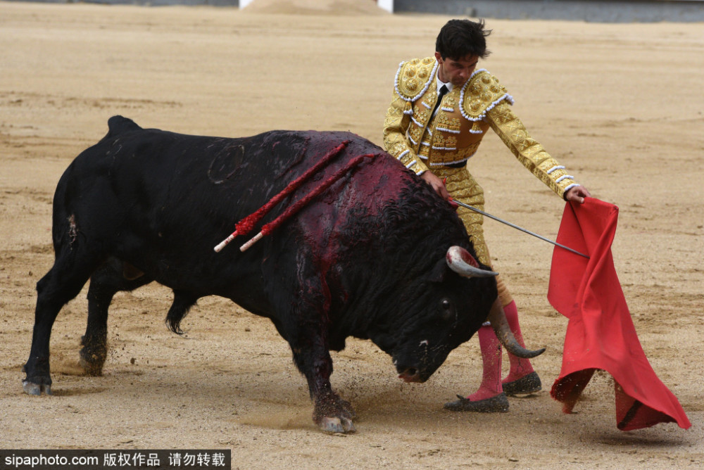 西班牙举办圣伊西德罗斗牛节斗牛士花样挑逗公