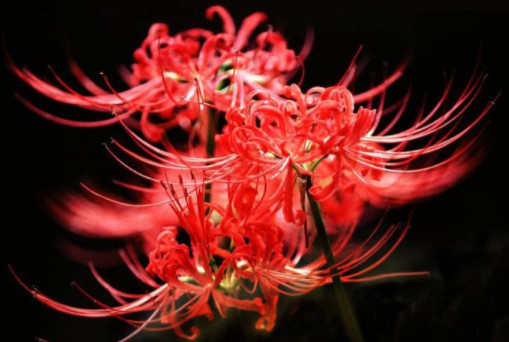 运气测试选一个你喜欢的比彼岸花测你是不是天生富贵命