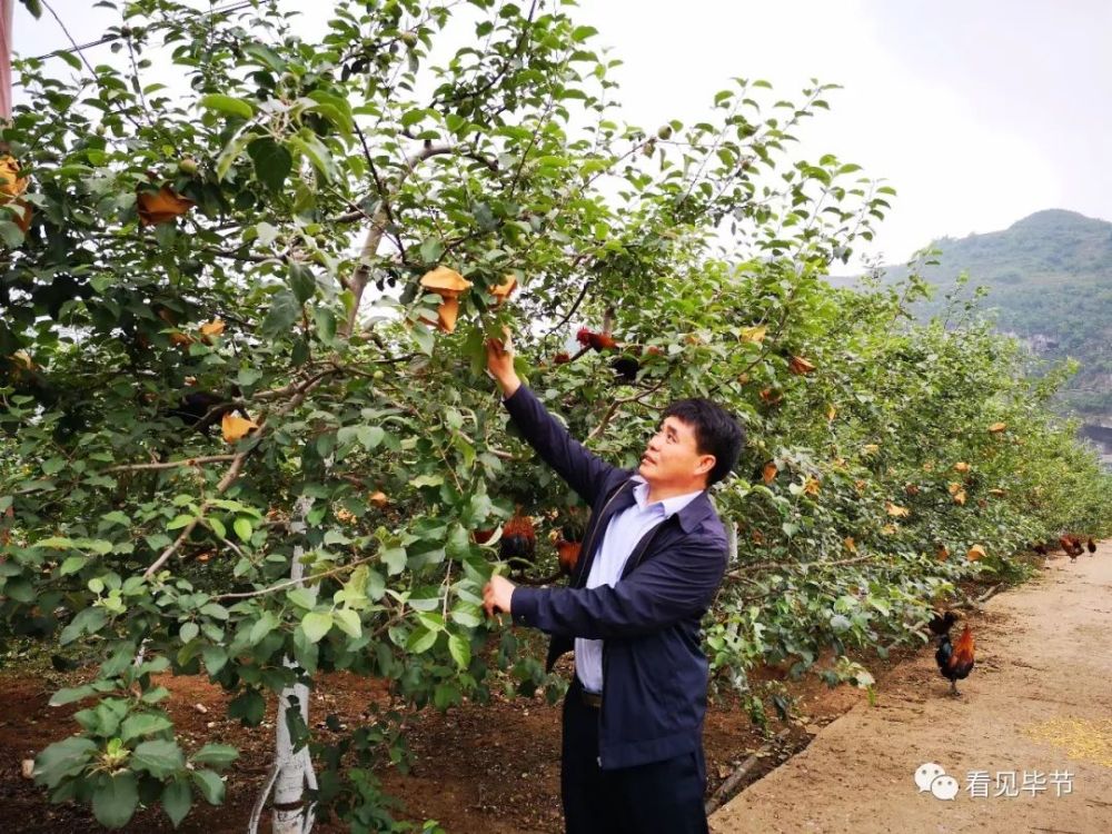 杨华察看苹果长势情况