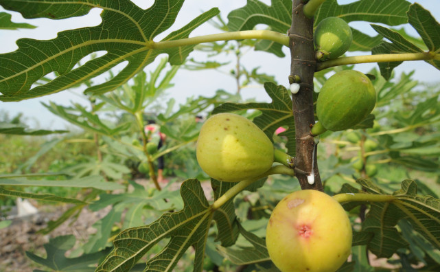 无花果树不结果如何处理 腾讯网