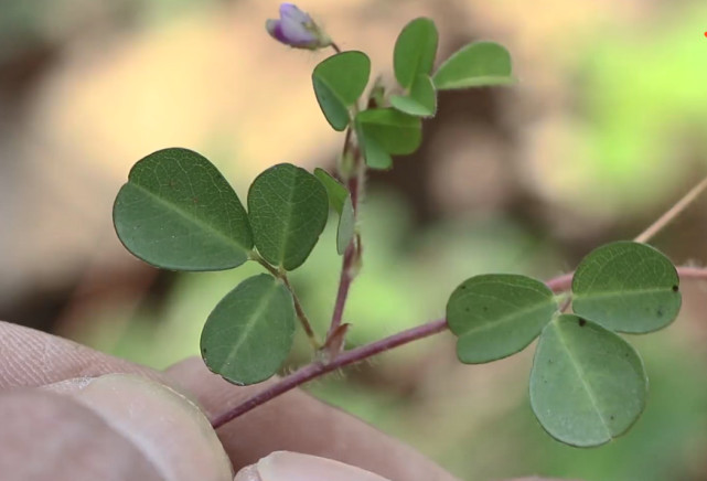 这种草药植物学名为三点金草,长得很有特色,可以治疗月经不调