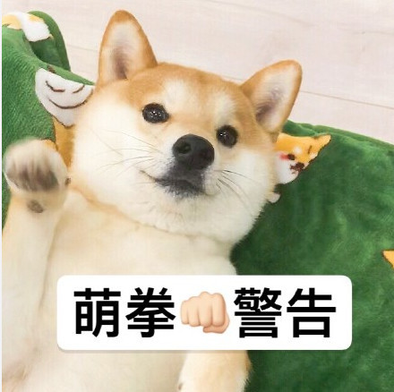 萌宠狗狗表情包:萌拳警告!
