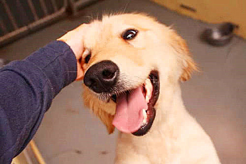 人们总是喜欢“摸狗头”，可是在狗狗的世界里，这到底意味着什么