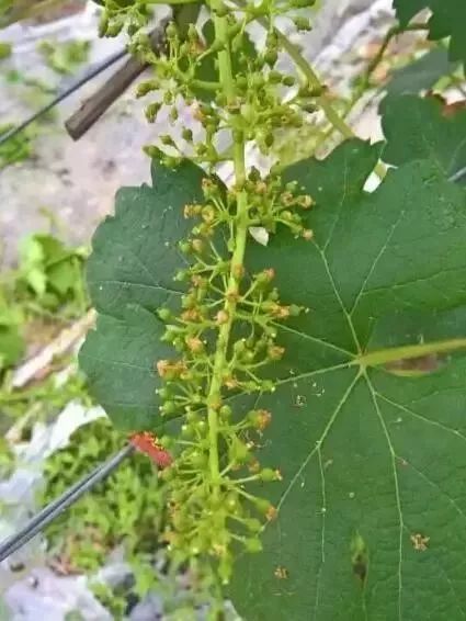 葡萄花穗倒是挺多的 坐完果就傻眼了 为什么这么少 施肥 葡萄 花穗 葡萄种植