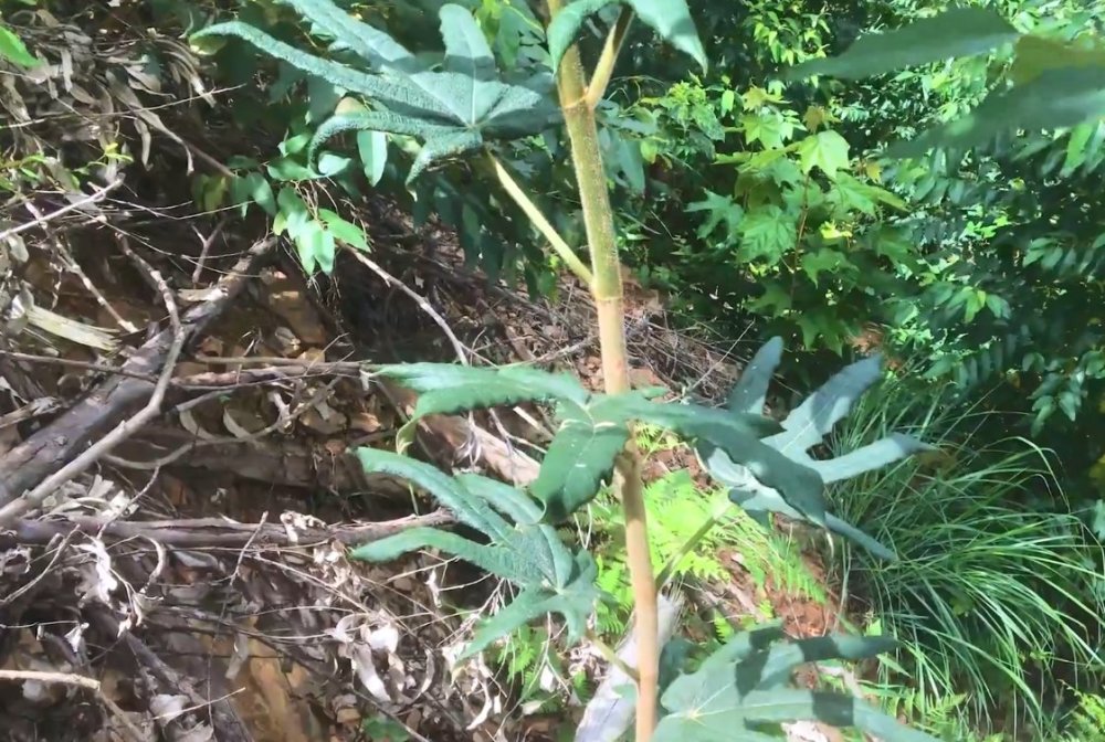 野生"七指毛桃"非常少见,大叔进深山偶遇,花了很多力气才挖到