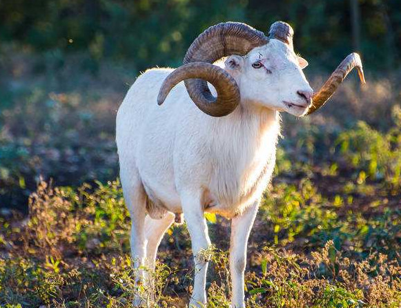 运气测试:你喜欢哪一只公山羊?测试你的晚年生活会怎样度过!