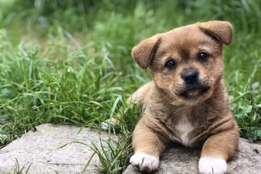 在农村,为什么咬过人的狗就得打死?网友知道真相后:必须打死