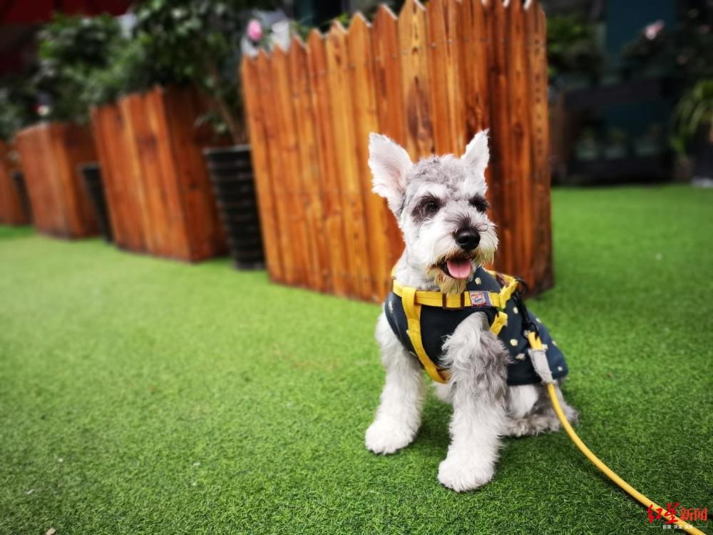 "碰瓷"不牵绳遛狗 以恶制恶换不来文明养狗