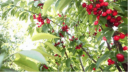 灞桥区|白鹿仓|樱桃谷|自驾