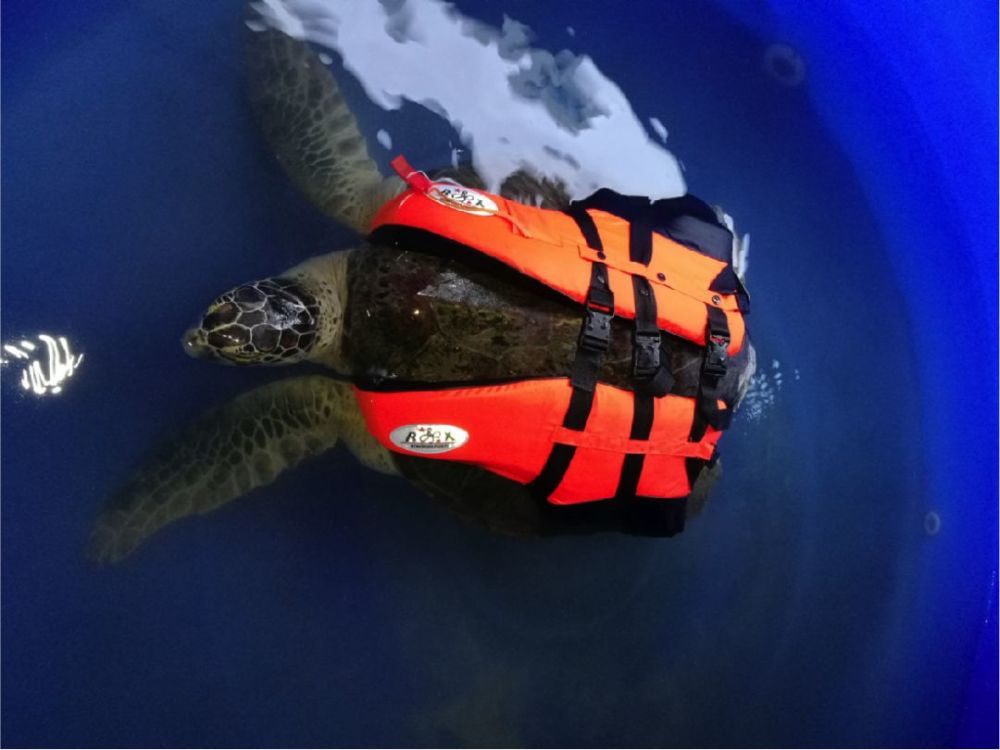 海龟|“我下辈子再也不做海龟了！”