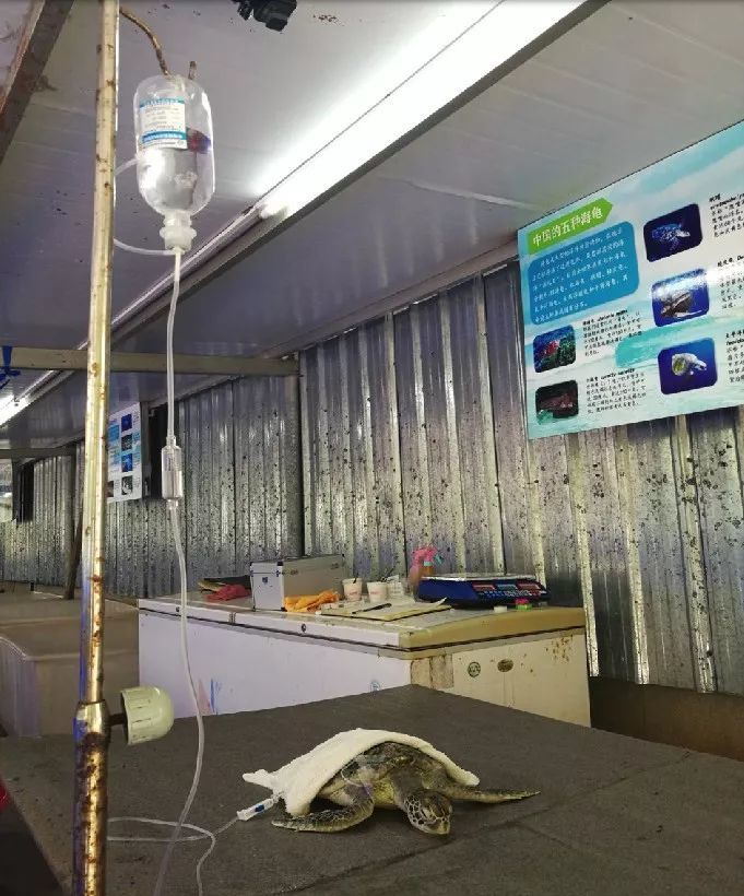 海龟|“我下辈子再也不做海龟了！”