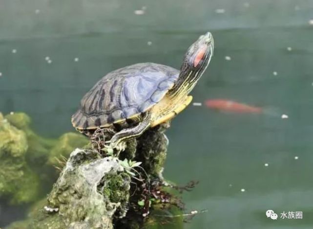 16种水龟资料介绍.