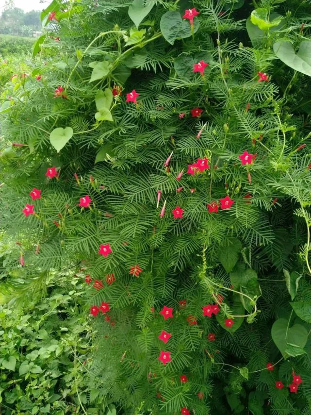 25种常见爬藤植物花开便成瀑布美极了
