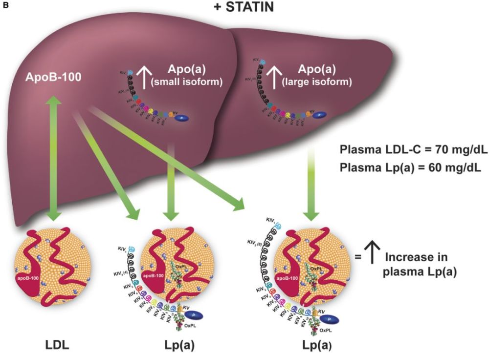 ehj:按下葫芦起了瓢!研究发现他汀类药物会增加脂蛋白a水平