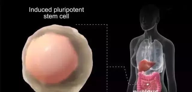 这些美轮美奂的图片告诉你:什么是干细胞